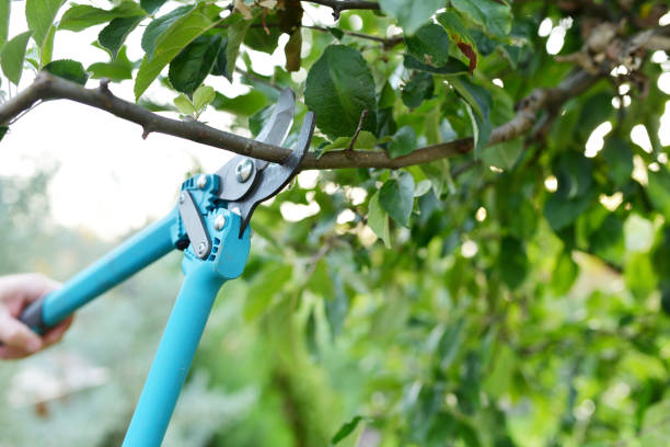 Dead Tree Removal in Kentwood, LA